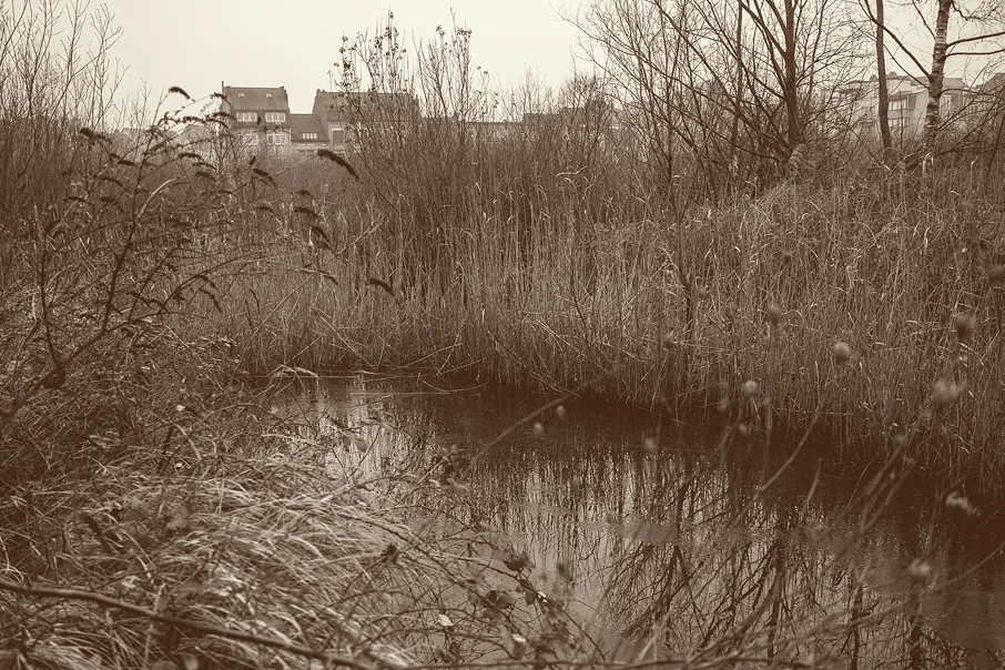 Marais : roseaux et plan d'eau