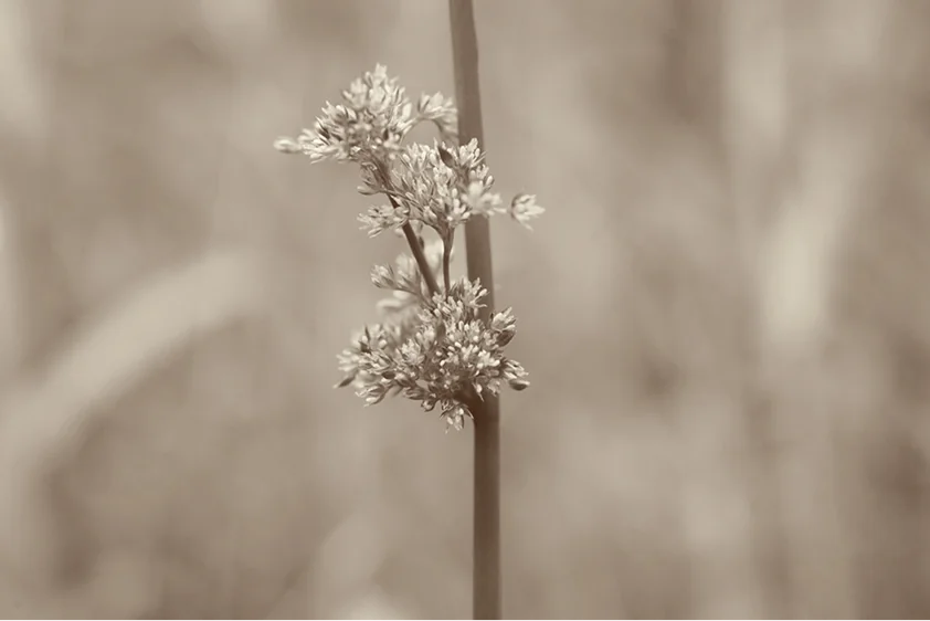 Fleur de jonc en gros plan