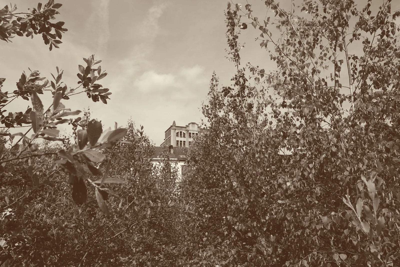 Le marais en été : saules et jeunes bouleaux en pleine feuille, un ancien bâtiment industriel apparaît au loin entre les branches