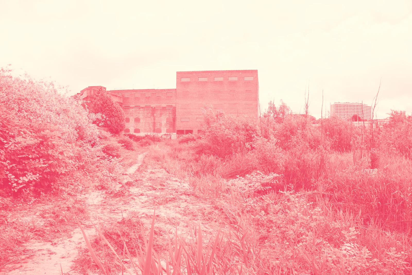 Un chemin du marais en mai 2025, quatre mois après la destruction : la végétation a repris sur la terre retournée, un grand bâtiment industriel en briques au fond